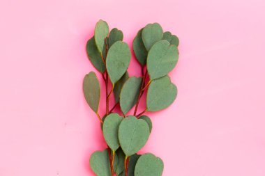 Okaliptüs pembe arka plan üzerinde yaprakları.