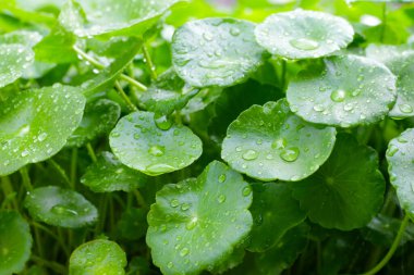 Yeşil Centella asiatikası ve yağmur damlası (Gotu Kola) Taze bitki
