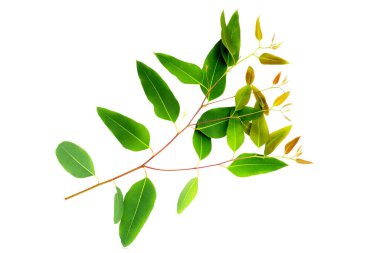 Beyaz arkaplanda okaliptüs yaprakları.