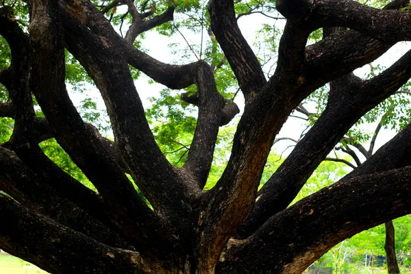 Yağmur ağacı. Samanca Saman (Jacq) Merr.