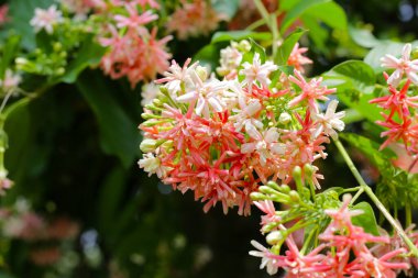 Çin Bal Emici, Rangoon Sarmaşığı, Sarhoş Denizci.