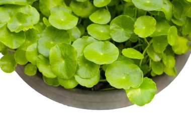 Centella asiatica (gotu kola). Su kabında taze yeşil yapraklar.
