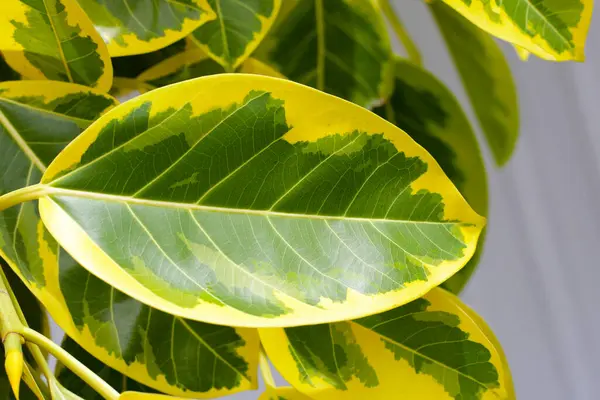 stock image Yellow and green leaves of ficus altissima variegata tree