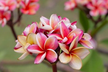 Plumeria or frangipani flower. Tropical tree