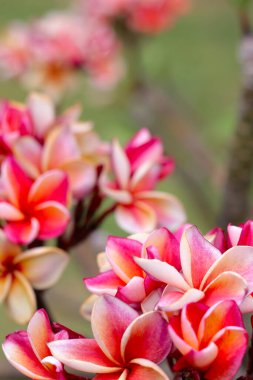 Plumeria or frangipani flower. Tropical tree