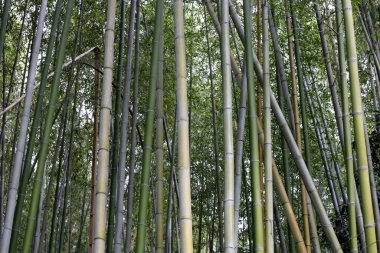 Arashiyama Bambu Ormanı, Bambu Korusu Kyoto, Japonya