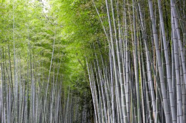 Arashiyama Bambu Ormanı, Bambu Korusu Kyoto, Japonya