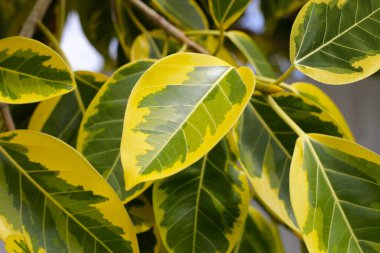 İncir ağacının sarı ve yeşil yaprakları.