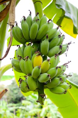 Ağaçta muz meyveleri. Bir muz kümesi