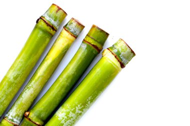 Beyaz arkaplanda taze şeker kamışı.