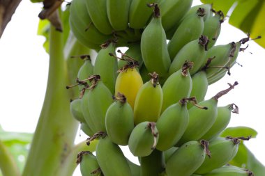Ağaçta muz meyveleri. Bir muz kümesi
