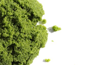 Tatlı su Algası, Su Menüsü veya Bataklık Algleri