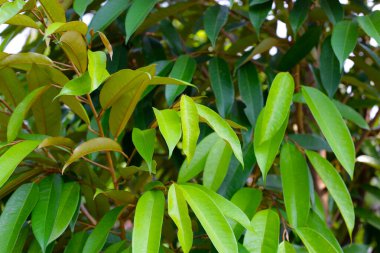 Bahçede Durian ağacı