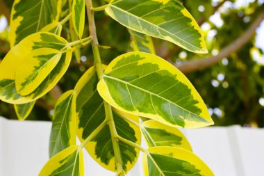 İncir ağacının sarı ve yeşil yaprakları.