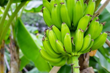 Ağaçta muz meyveleri. Bir muz kümesi