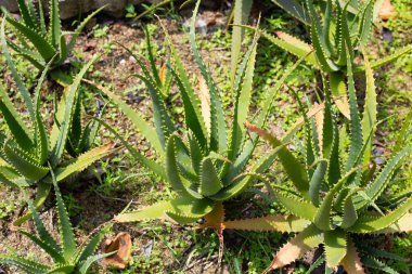 Aloe Vera taze yeşil yapraklar eker