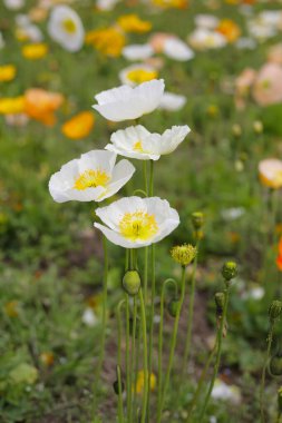 Güzel gelincik bahçesi. Japonya, Osaka 'daki Expo 70 Anma Parkı.