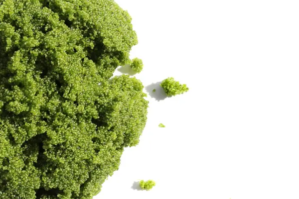 Tatlı su Algası, Su Menüsü veya Bataklık Algleri