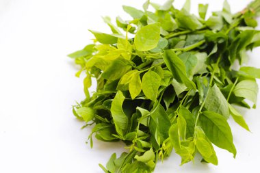 Sauropus çift cinsiyetli yeşil yapraklar