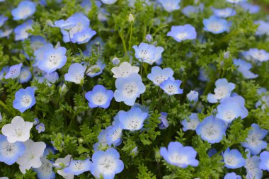 Nemophila Çiçeği, The Expo 70 Anma Parkı, Osaka, Japonya