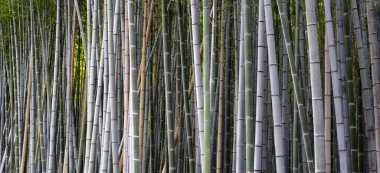 Arashiyama Bambu Ormanı, Bambu Korusu Kyoto, Japonya