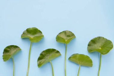 Taze centella asiatica yaprakları. Mavi arkaplanda Gotu kola.