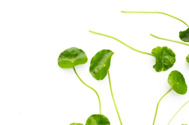 Taze centella asiatica yaprakları. Gotu kola bitkisi