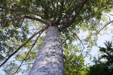 Dalları olan büyük ve uzun bir ağaç