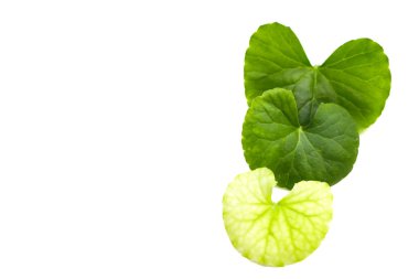 Centella asiatica yaprakları, taze bitki.