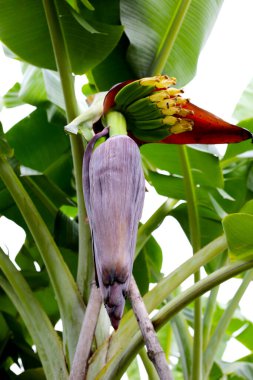 Muz ağacının çiçeği. Bir muz kümesi