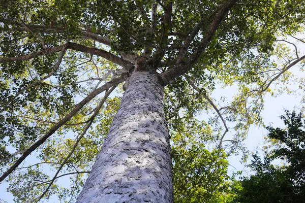 Dalları olan büyük ve uzun bir ağaç