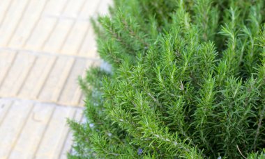 Biberiye, bahçede taze bitki.