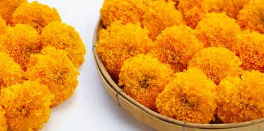 Güzel sarı kadife çiçekleri