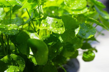 Centella asiatica (gotu kola). Taze yeşil yapraklı bitki arka planı.