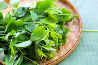 Sauropus çift cinsiyetli yeşil yapraklar