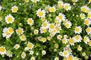 Güzel beyaz papatya. Çiçek arkaplanı