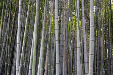 Arashiyama Bambu Ormanı, Bambu Korusu Kyoto, Japonya