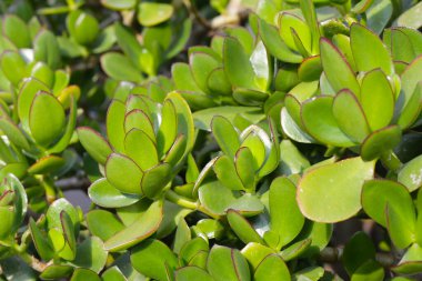 Crassula ovata sulu bitkisi (Yeşim bitkisi)