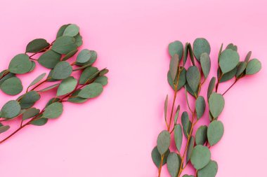 Okaliptüs yaprakları, ağaçtan yeşil yapraklar