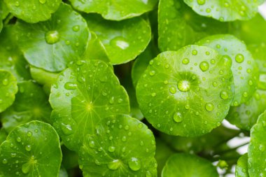 Yeşil Centella asiatikası ve yağmur damlası (Gotu Kola) Taze bitki