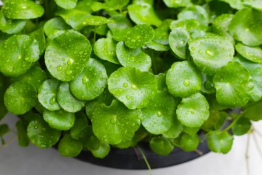 Yeşil Centella asiatikası ve yağmur damlası (Gotu Kola) Taze bitki