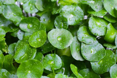 Yeşil Centella asiatikası ve yağmur damlası (Gotu Kola) Taze bitki