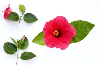 Hibiscus çiçek yeşil yaprakları ile