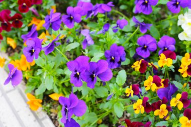 Bahçede güzel pansy çiçekler