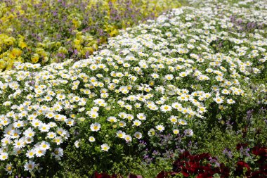 Güzel beyaz papatya. Çiçek arkaplanı