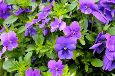 Bahçede güzel pansy çiçekler