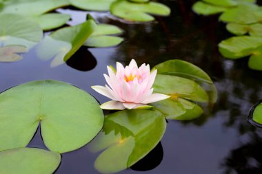 Güzel pembe nilüfer çiçeği ya da yeşil yapraklı nilüfer çiçeği