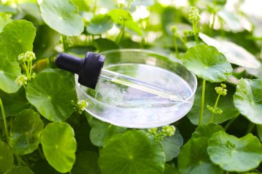 Yeşil Centella asiatikası yaprakları ve gerekli yağ. (Gotu Kola) Taze bitki