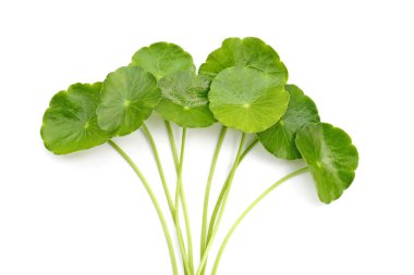 Centella asiatica yaprakları, taze bitki.