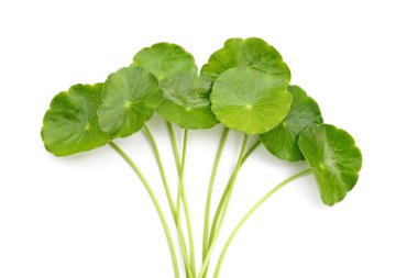 Centella asiatica leaves, Fresh herb plant clipart